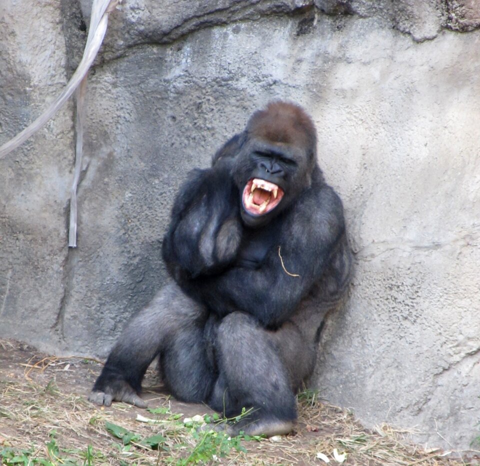 Rage fierce growling