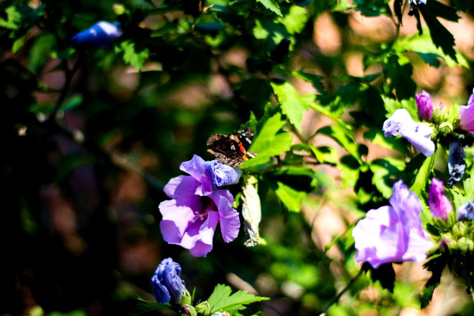 Mississauga, Flowers, Close up