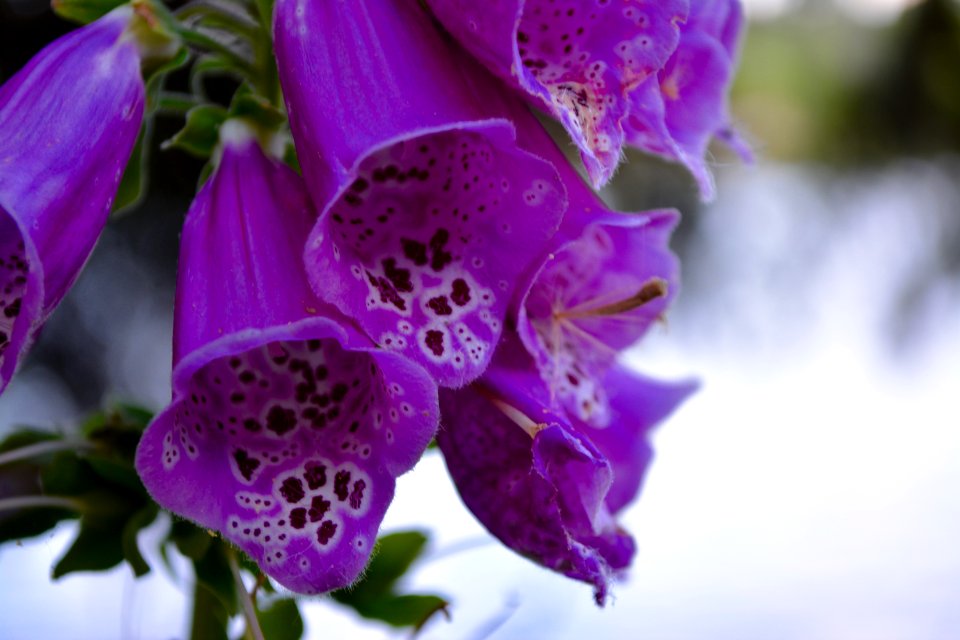 Charleston, United states, Digitalis