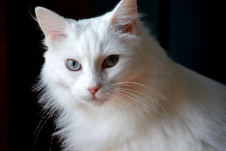 Blue eyes, Cat, White cats photo