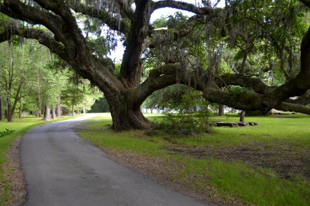 Magnolia plantation, Path, Tree