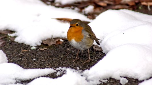 Birmingham, United kingdom, Bird