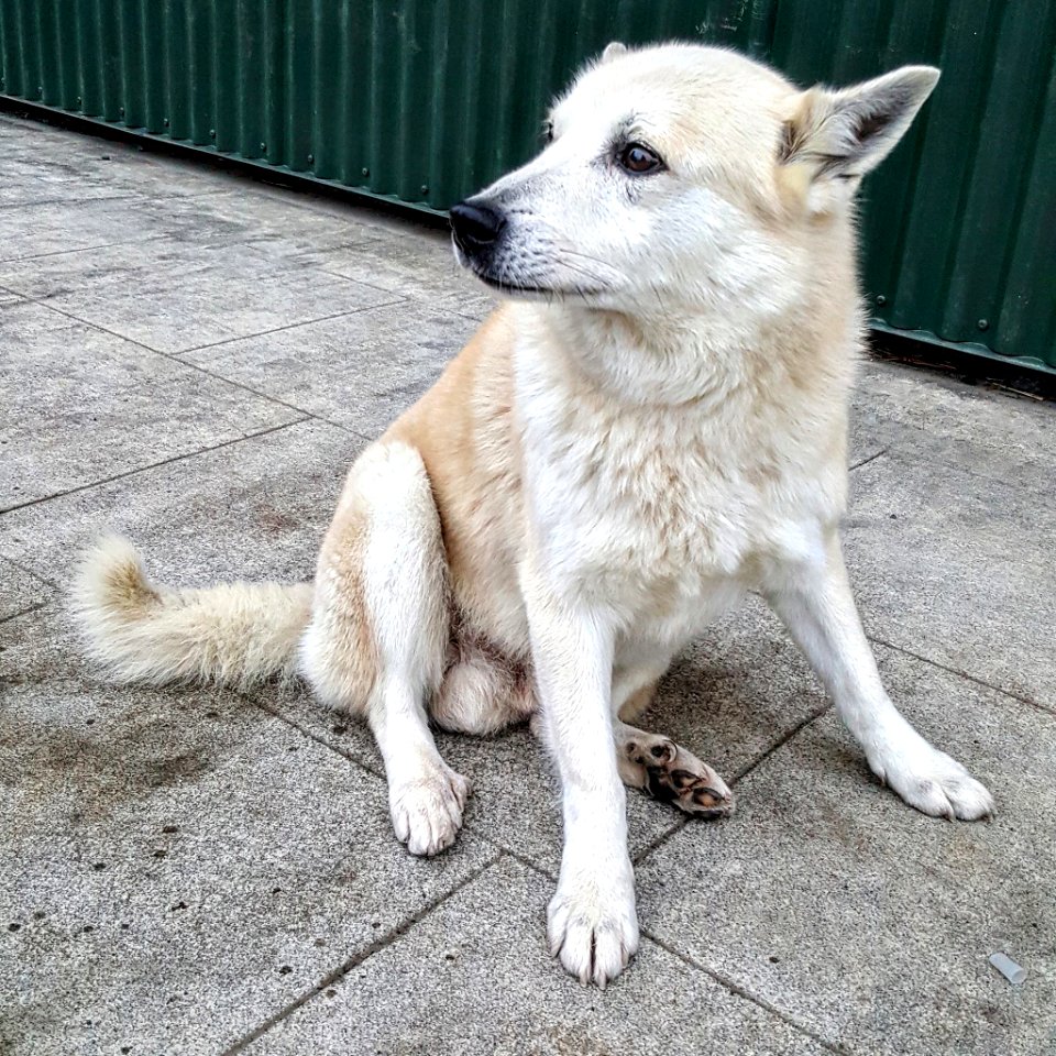 Icel, Efstidalur, Golden