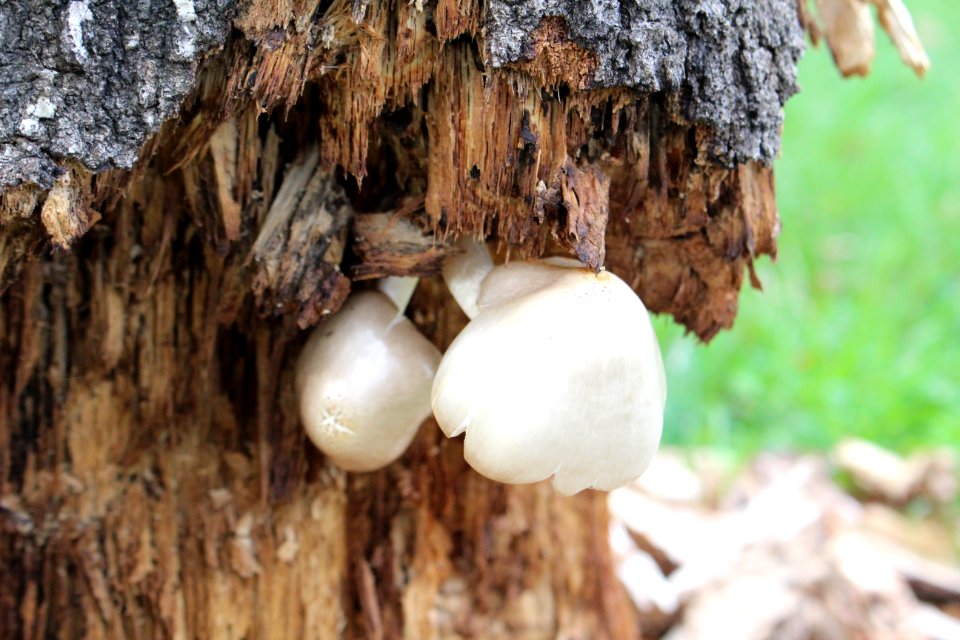 Houston, United states, Wood