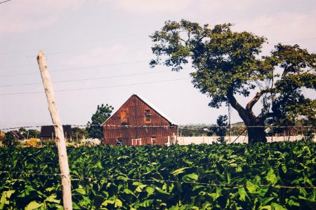 Cuba, San juan y martnez, El hombre habano
