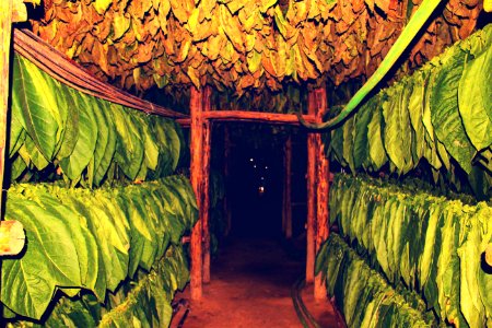 Cuba, San juan y martnez, El hombre habano
