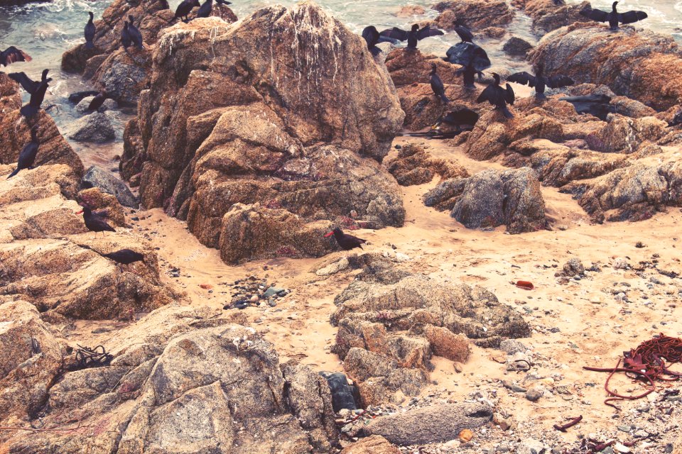Via del mar, Chile, Wildlife