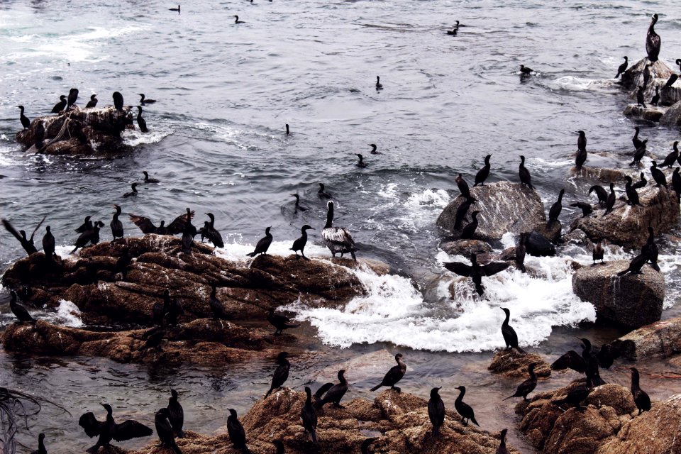 Wildlife, Ocean, Birds
