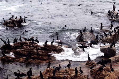Wildlife, Ocean, Birds