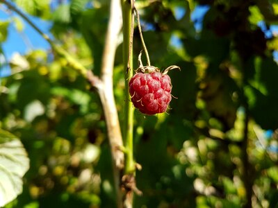 Berry nature garden