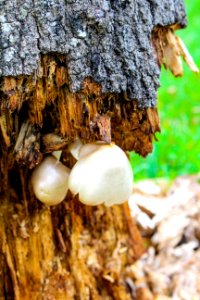 Old tree trunk, Old  bark, Mushrooms