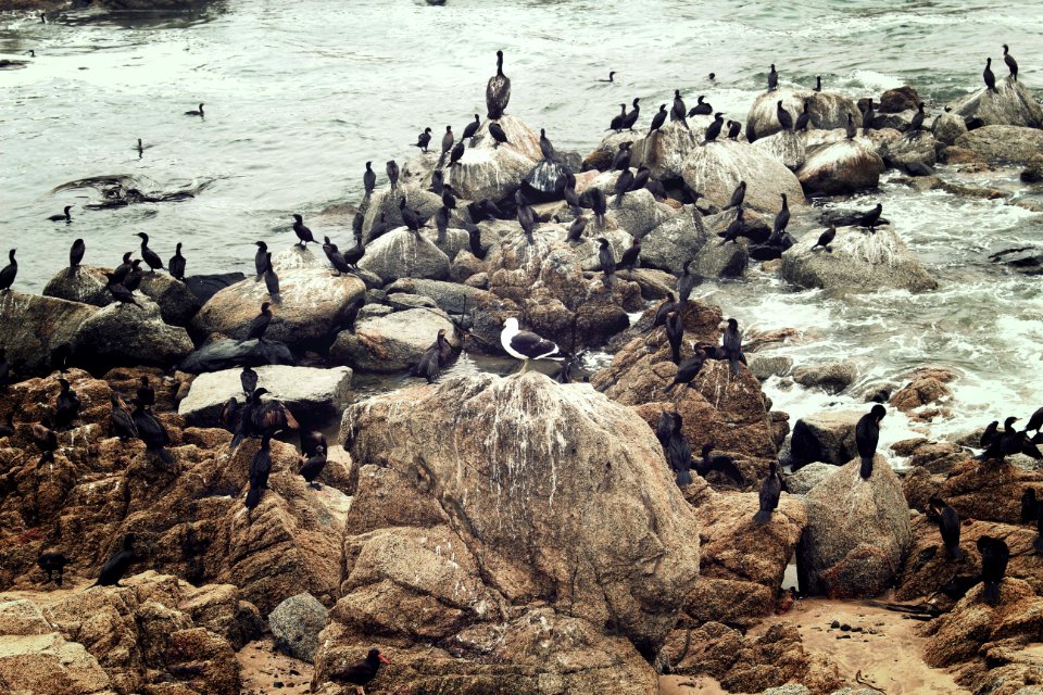 Aves, Via del mar, Chile