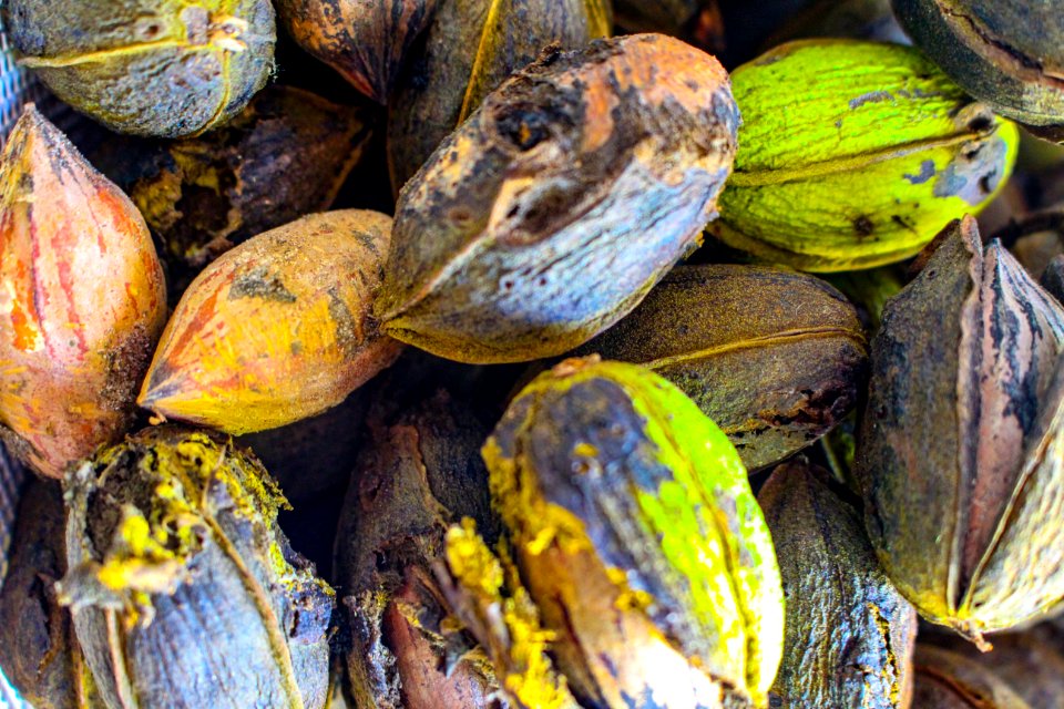 Houston, United states, Pecans