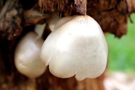 Houston, United states, White mushrooms on old tree stump photo