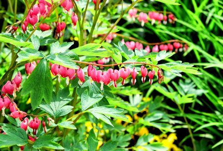 Pink bloom garden