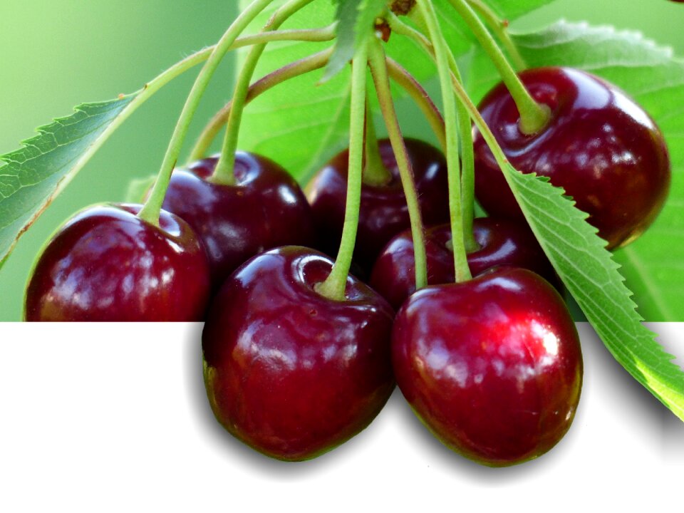 Fruit healthy leaves