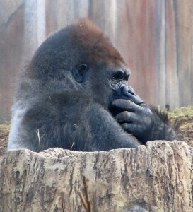Thinking tree trunk zoo