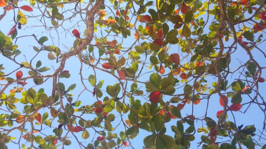 Brazil, State of bahia, Praia