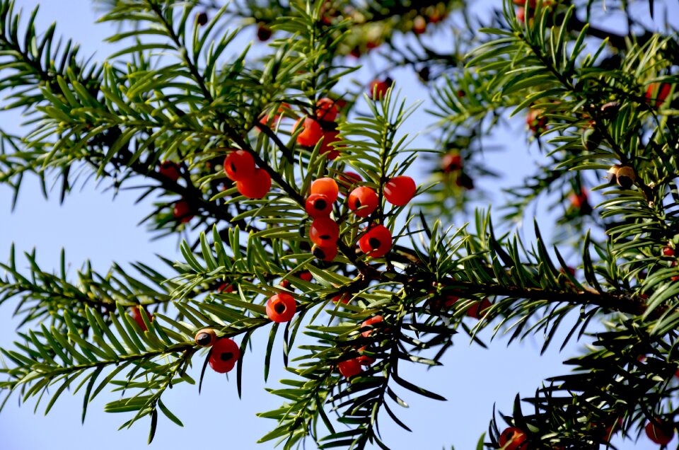 Evergreen berry fruit