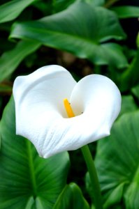 Flower, Uruapan, Mxico photo