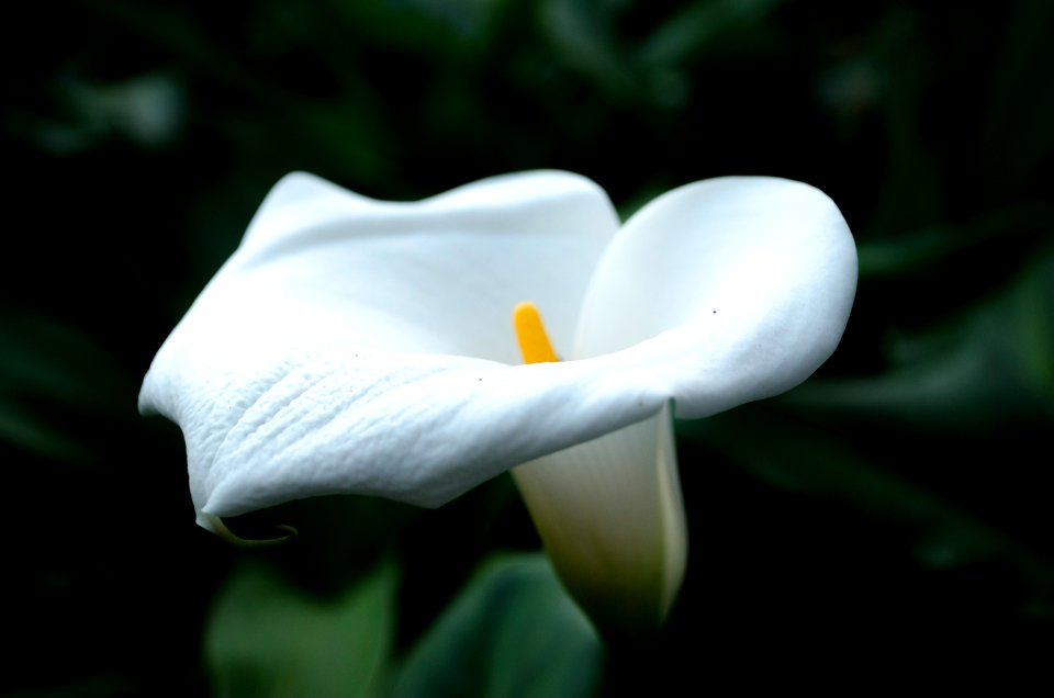 Flower, Uruapan, Mxico