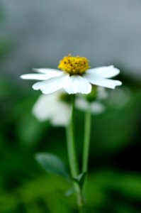 Flower, Uruapan, Mxico photo