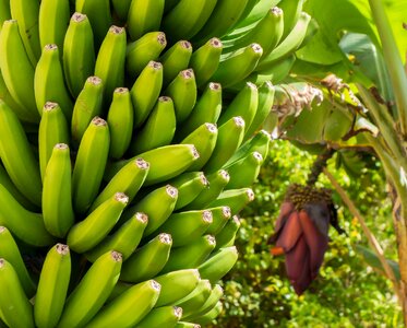 Blossom bloom banana plant