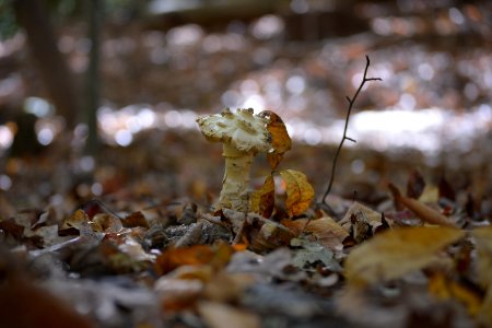 Lorton, United states, Scape