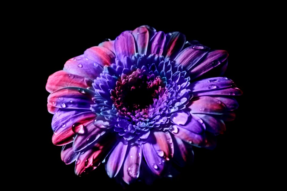 Petals close up plant