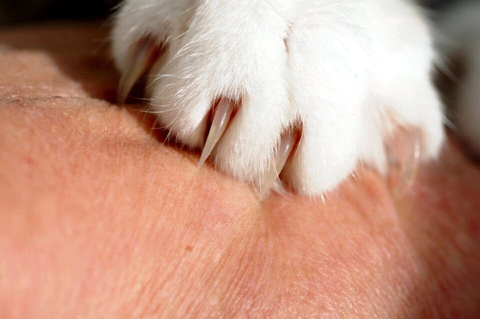 Close up pet paws
