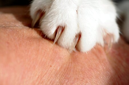 Close up pet paws