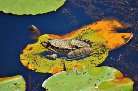 Water aquatic animal water frog