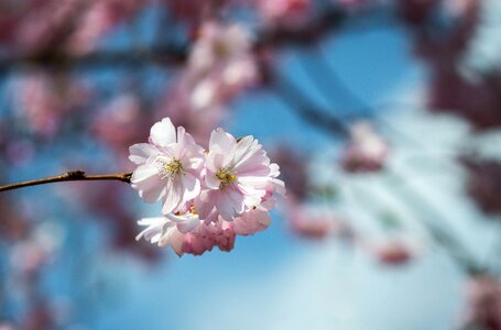 Blossom bloom pink flower