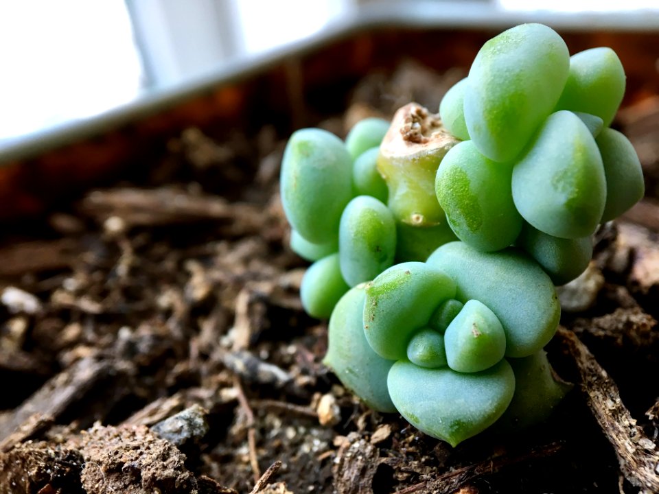 Macro, Ipro lens, Ipro