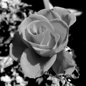 Iphone 6, Iphone, Tonal