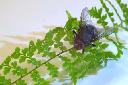 Macro nature green