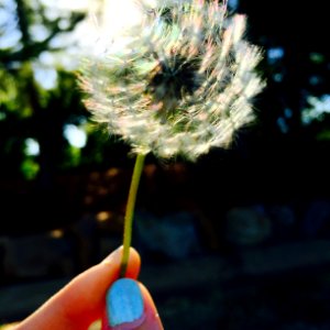Flower, Green, Blue