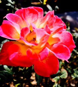 Utah, Macro, Flower