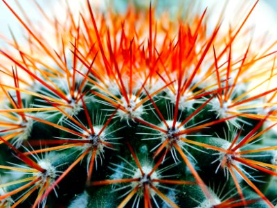 Indoor plant, Plant, Spiky photo