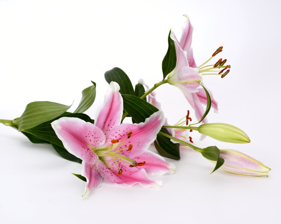 Flower pink white