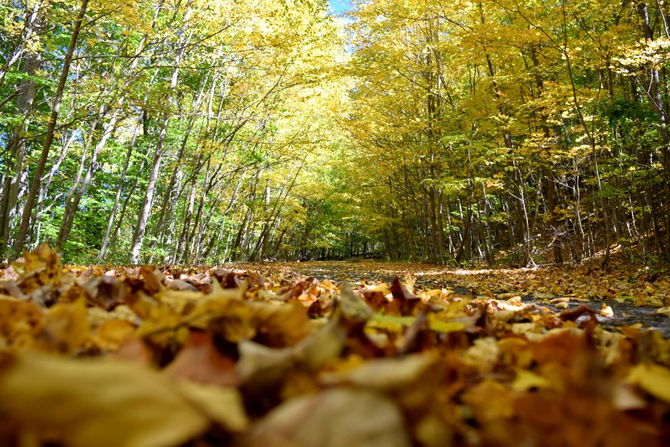 Jungle habitat, West milford, United states