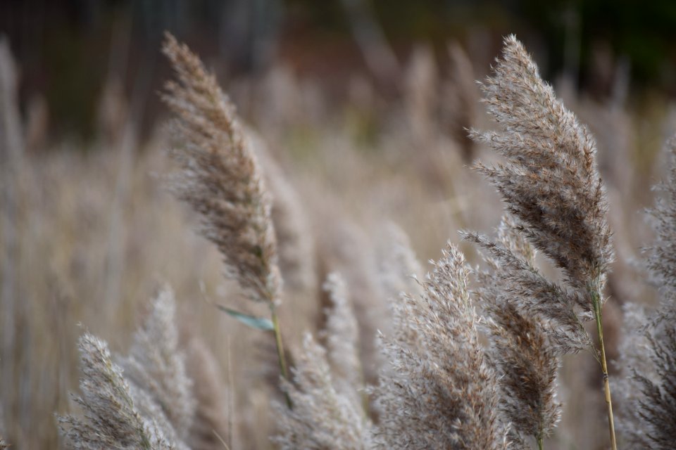 Wind, Plant, Outside