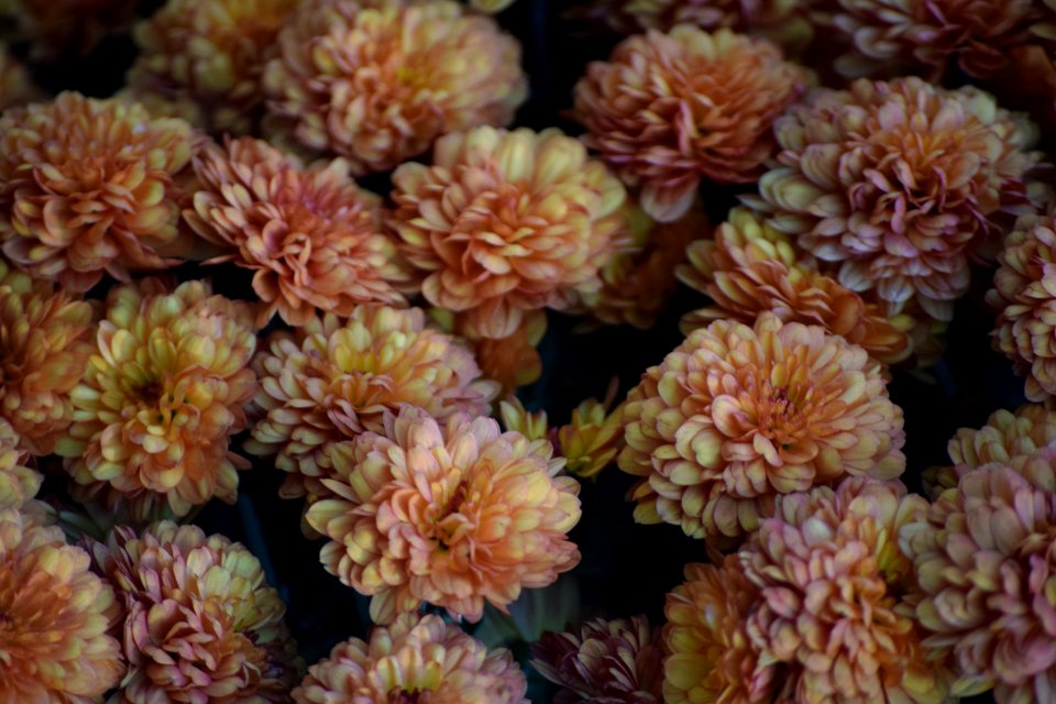West milford, United states, Petals
