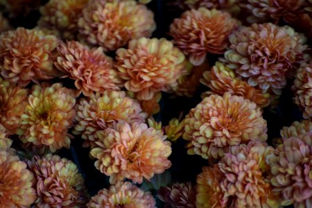 West milford, United states, Petals