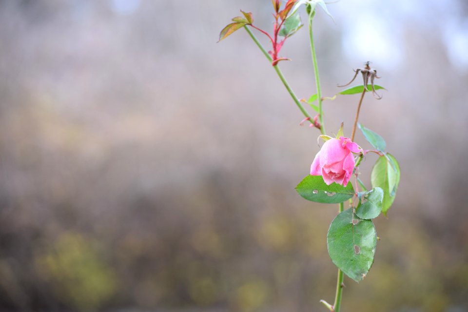 Plant, Flower, Wilted