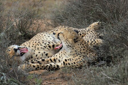 Safari wild friendship
