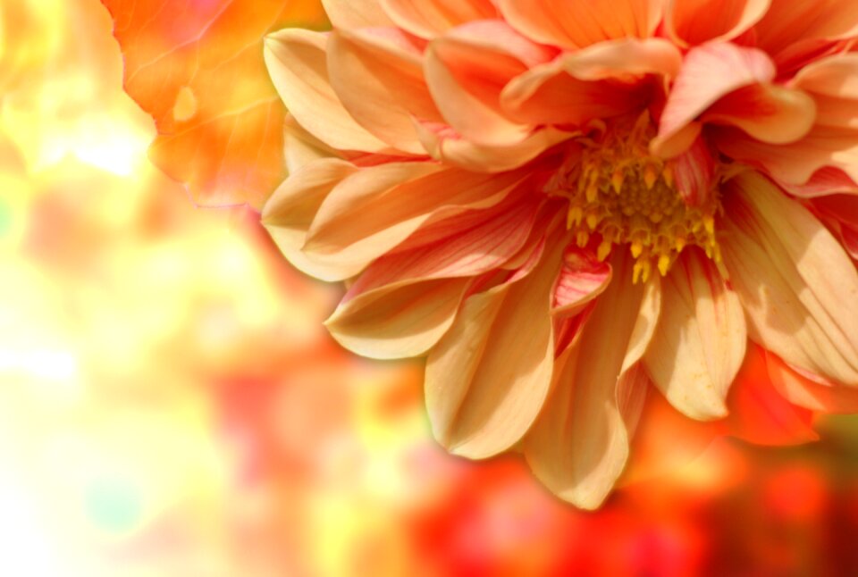Dahlia garden garden nature