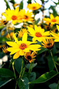 Raciborz, Poland, Yellow