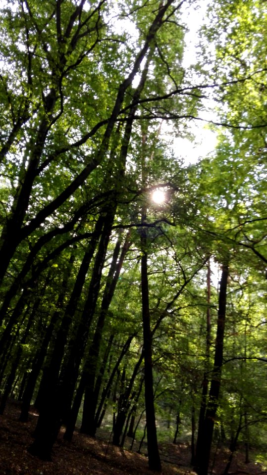 Arboretum bramy morawskiej, Racibrz, Pol