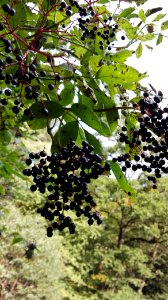 Arboretum bramy morawskiej, Racibrz, Pol